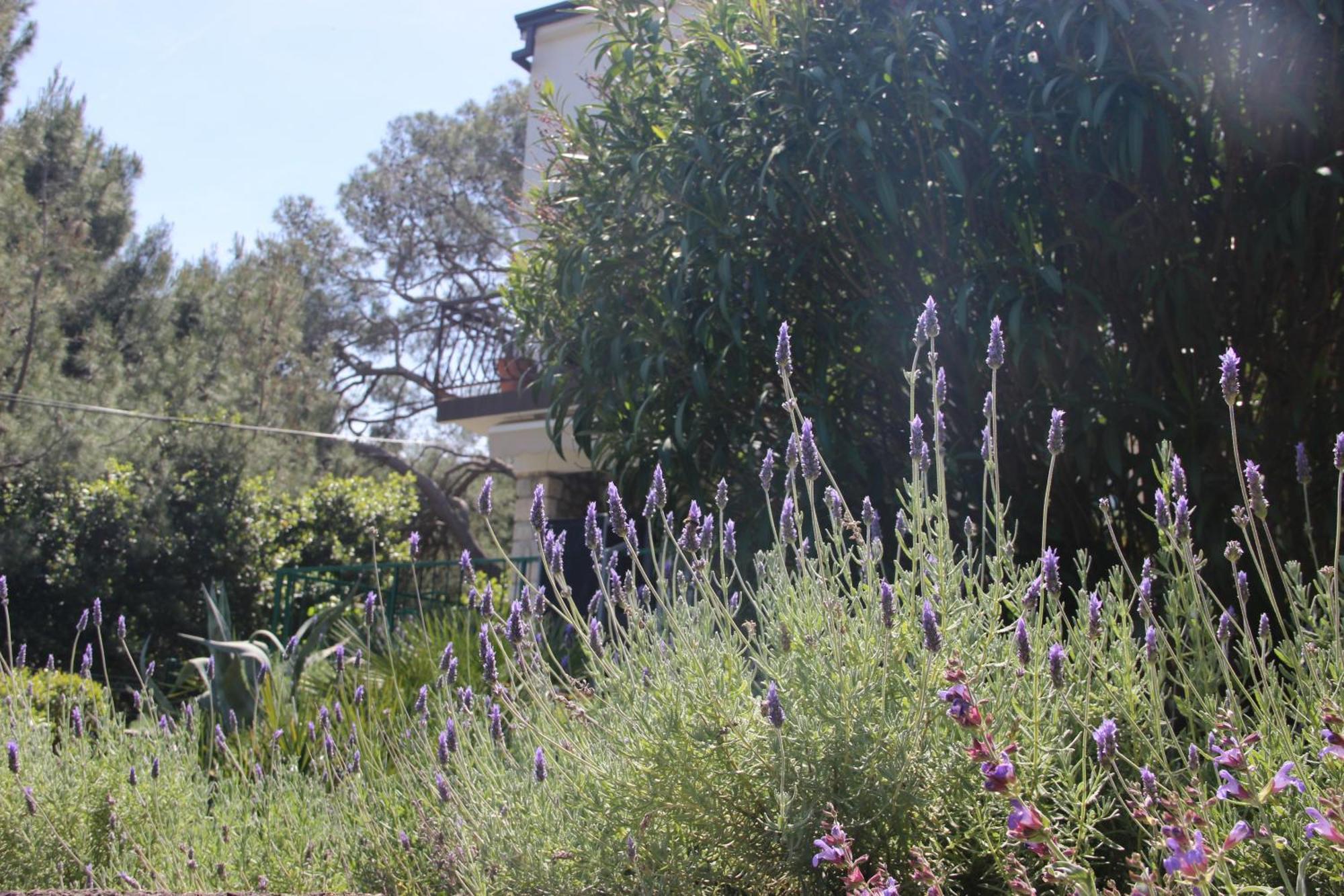 Cappelli Apartments - Losinj Mali Lošinj Exteriör bild